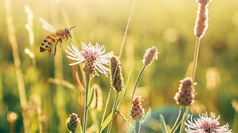 Abeille et fleurs