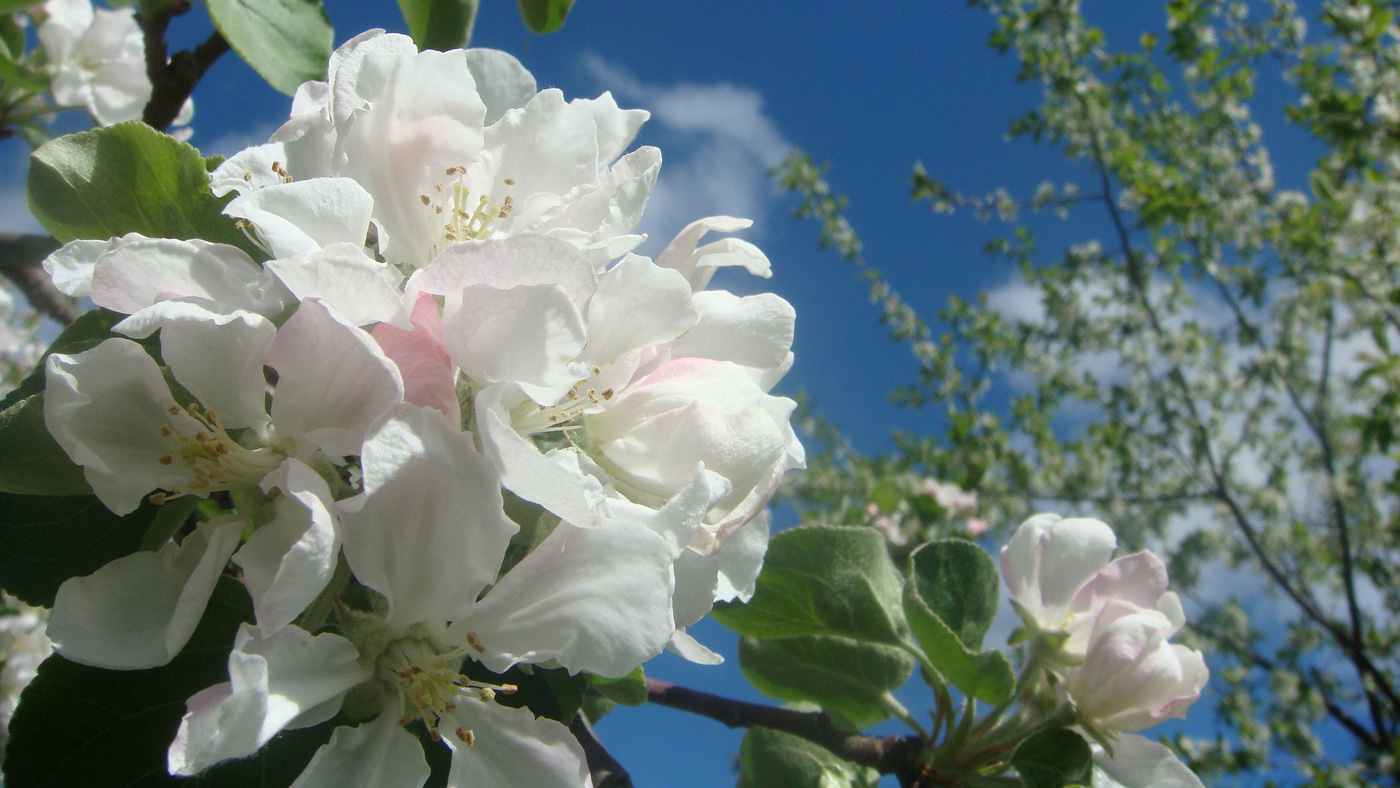 Apfelblüten